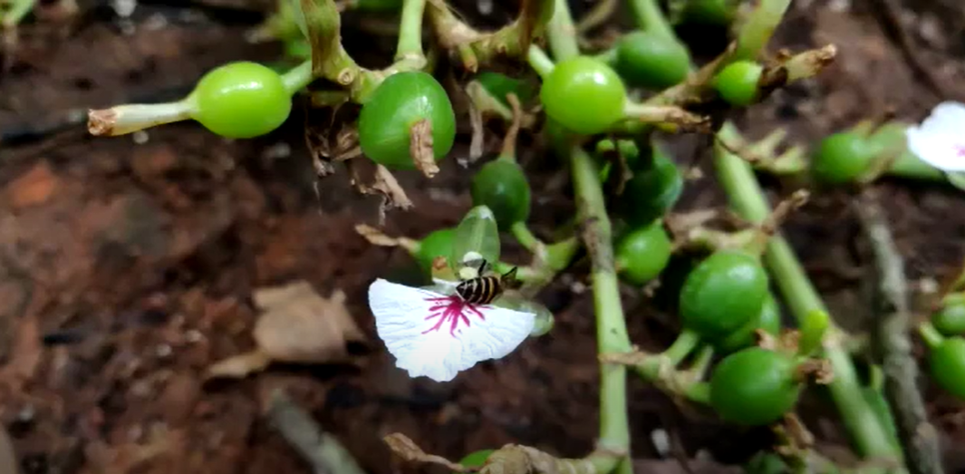 Load video: Pollination in Action